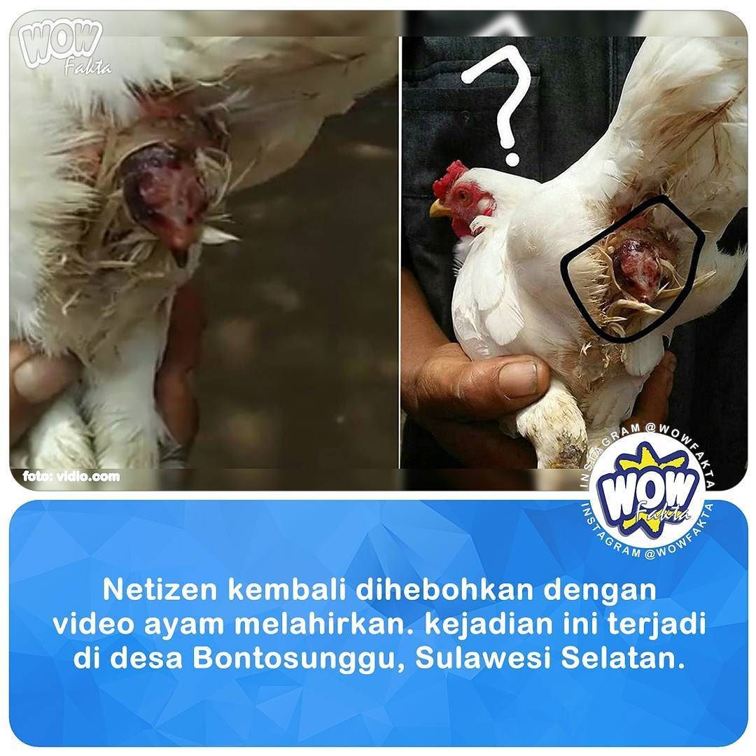 Fakta Wow Berita Indonesia Auf Twitter Https T Co S143aqlfsn Termasuk Ke Dalam Jenis Hewan Ovipar Ayam Memang Berkembang Biak Dengan Cara Bertelur Nam