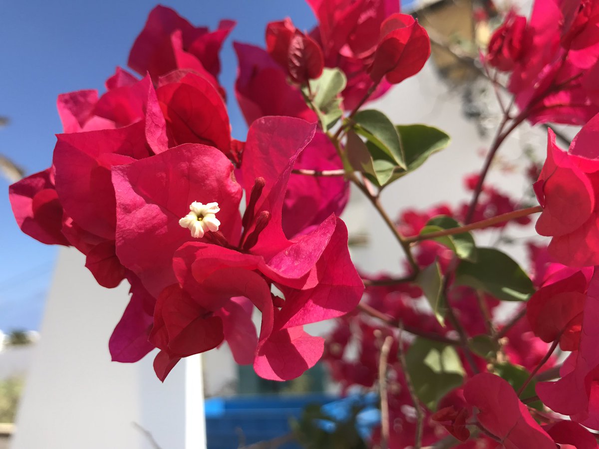hotlanzarote's tweet photo. #Bouganvillea #Lanzarote #CharcoDelPalo https://t.co/31cCFzaequ https://t.co/NjyQo3Pioj