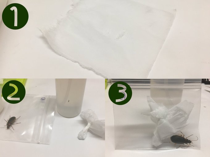 標本作成における昆虫の〆方 殺し方 標本作成