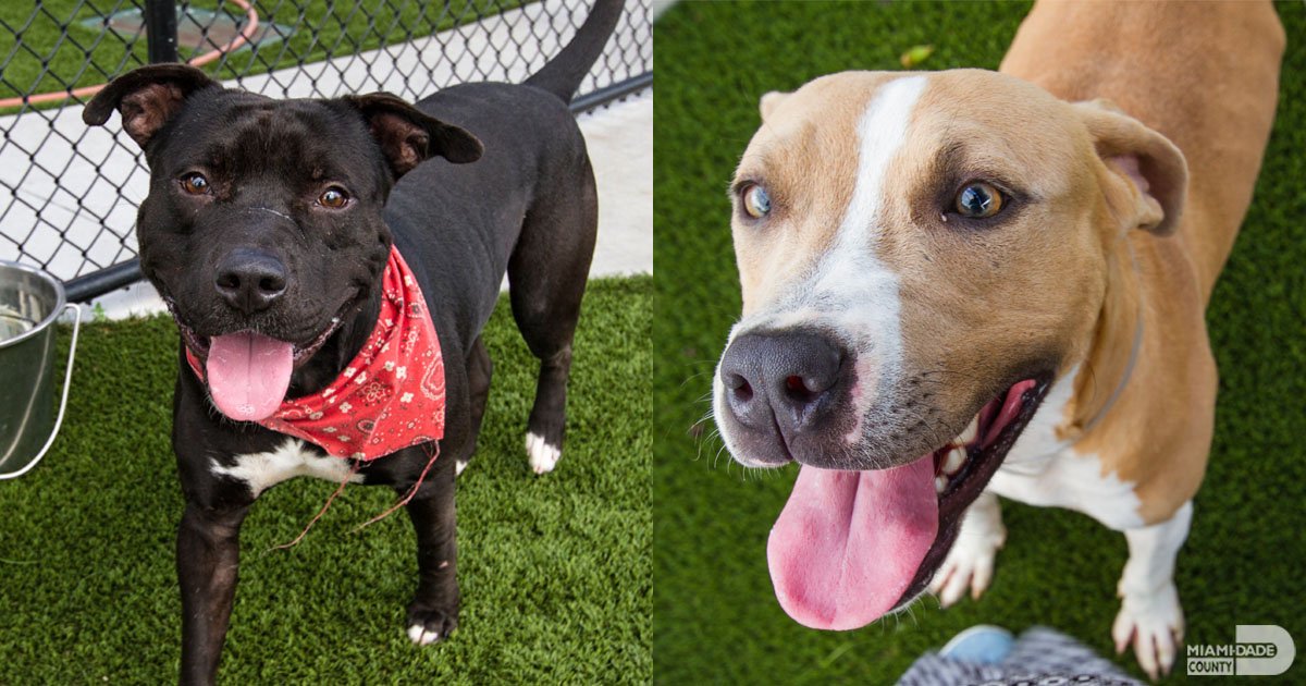 MiamiDadeCounty's tweet photo. Get to know #OurCounty’s “Pets of the Week”. The @PetsToLove #ASDMegaMatch at Tropical Park ends 10/21 at 11:59 PM. https://t.co/YdvtC65xBk https://t.co/vCjFPQFkVZ