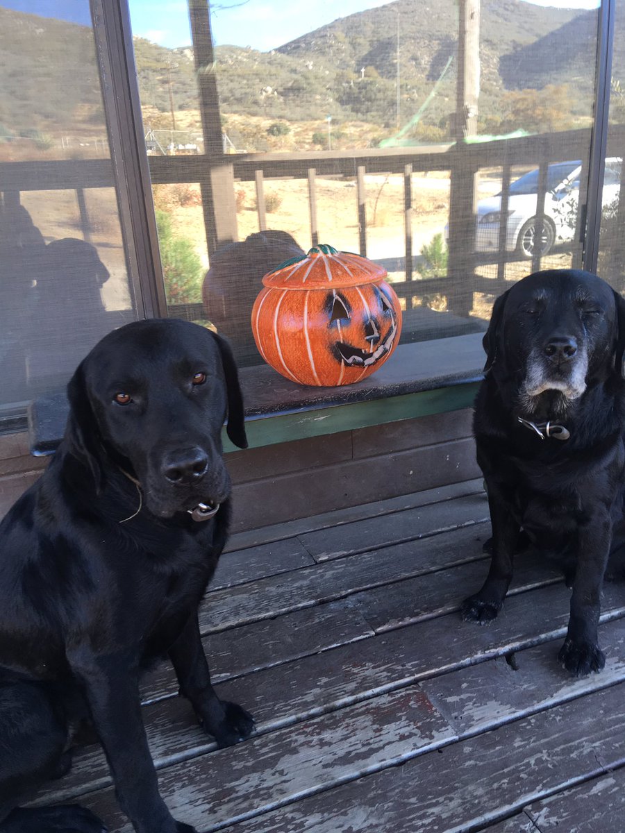 PutEmUpLabs's tweet photo. My handsome Lab studs. Father and Son.. #Halloween #PutEmUpLabradors #Buck #Axel #availableforstud2018 https://t.co/EuDLfDvtZP