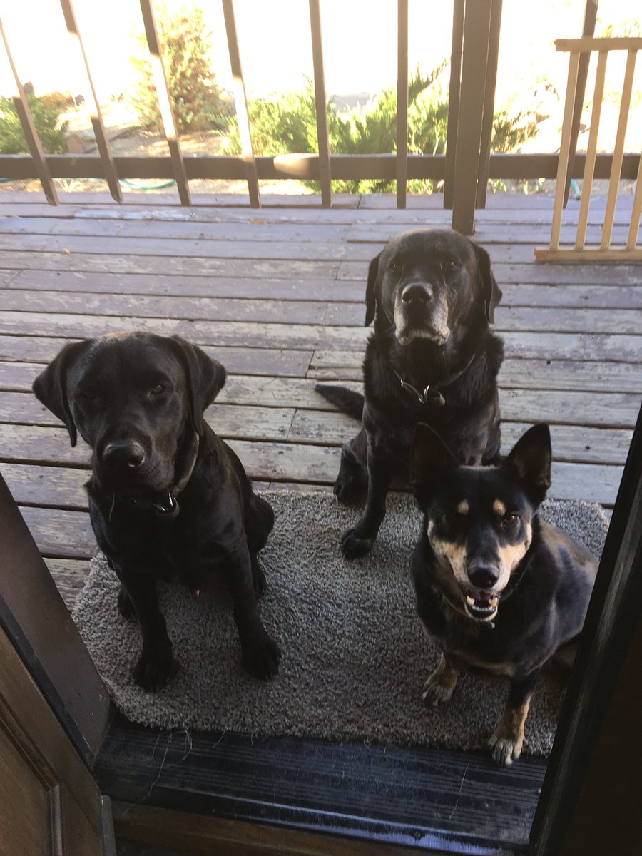 PutEmUpLabs's tweet photo. My handsome Lab studs. Father and Son.. #Halloween #PutEmUpLabradors #Buck #Axel #availableforstud2018 https://t.co/EuDLfDvtZP