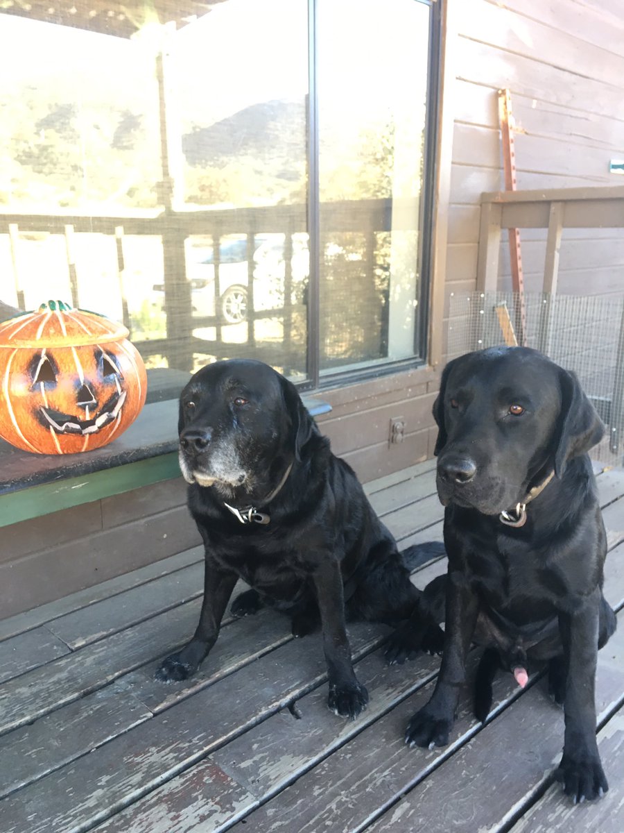 PutEmUpLabs's tweet photo. My handsome Lab studs. Father and Son.. #Halloween #PutEmUpLabradors #Buck #Axel #availableforstud2018 https://t.co/EuDLfDvtZP