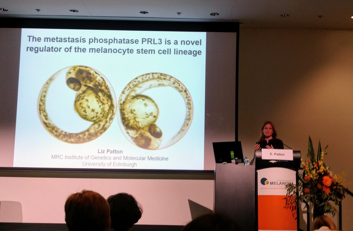 ZDMSociety's tweet photo. #zebrafish #WCM2017 #SMRCongress #Brisbane https://t.co/NnfcA5w4nd