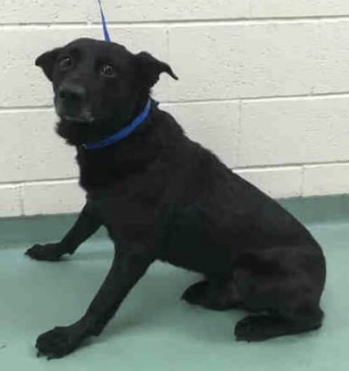 reddogsusie's tweet image. #TN #MEMPHIS 
🆘🆘SPECIAL PLEA 
5yo boy has BROKEN LEG! MUST EXIT 21/10 needs vet and #RESCUE #FOSTER PLS HELP! 
facebook.com/MemphisAnimalC…