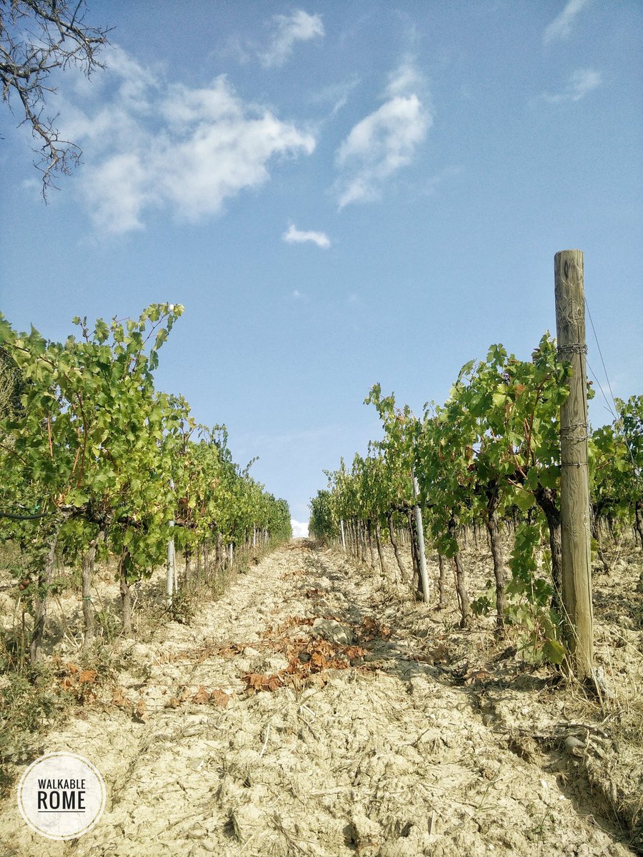 "In wine, there's truth."🇮🇹
~ Pliny the Elder
 
#WalkableRome #ItalianPlaces #ItalianWine #Umbria #Italy