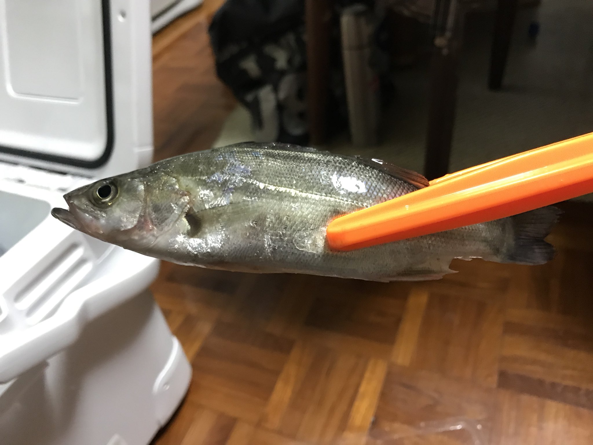 Yanaちゃん 那珂湊港で釣ったんですけど 海釣り初心者なもんで なんて魚か分かりません ちなみに 青イソメで釣りました 誰か教えて下さいm M 那珂湊 海釣り 魚種 T Co P5omygazw1 Twitter
