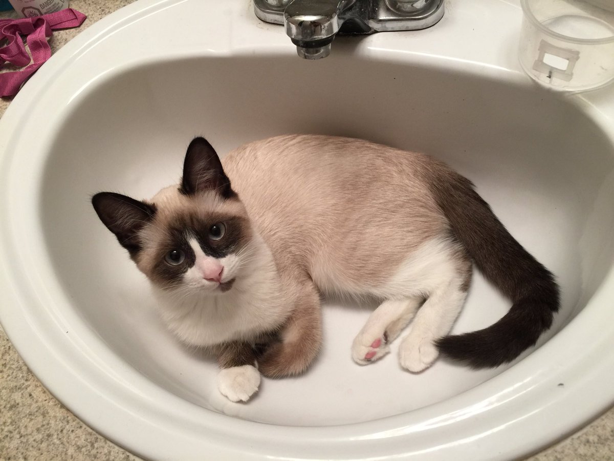 craftyarning's tweet image. #happy #caterday #cat #kitten #cute