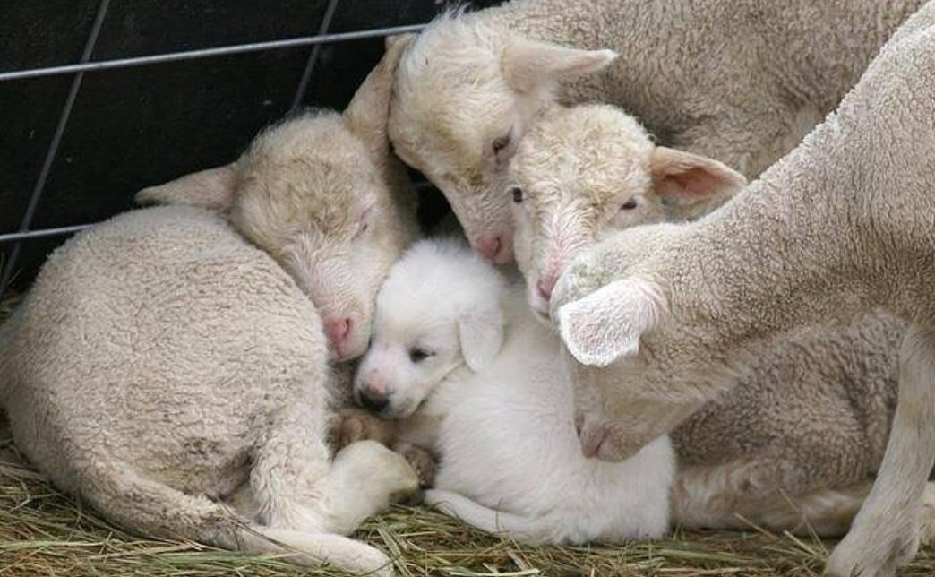 We are all Animals. We all feel warmth, coldness, comfort, fear, happiness, pain and love. 
Protect each other. ❤
#crueltyfree #vegan