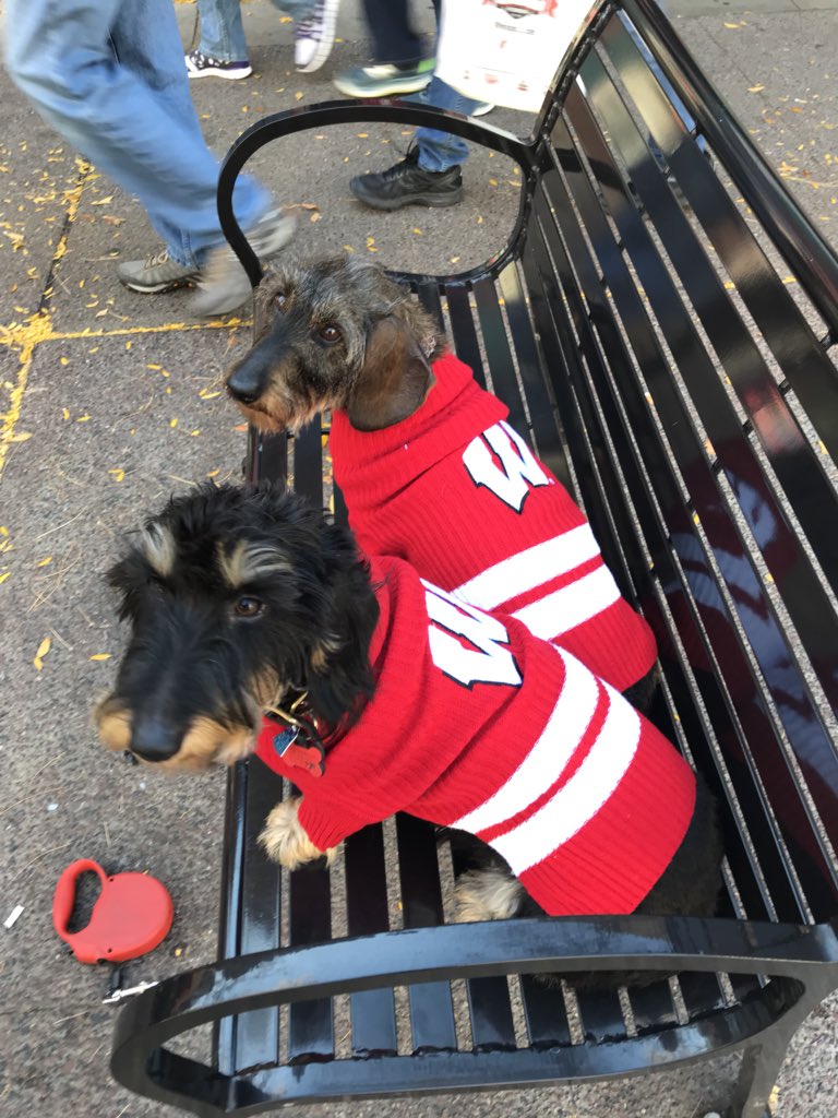 ScooterFan2's tweet photo. #OnWisconsin #Badger #beatMaryland #Homecoming2017 https://t.co/LtQNkxVGmw