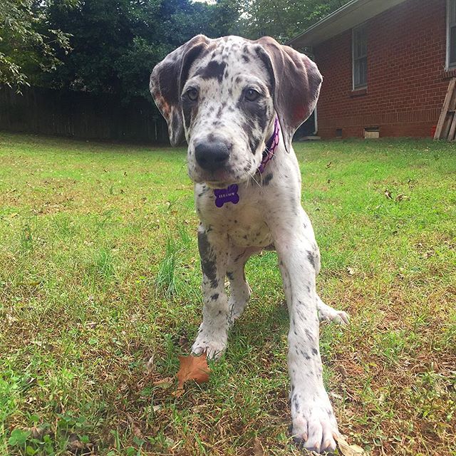 DanesofIG's tweet photo. Saturdays are meant for runnin' 🐾💨📷: @eleanorrose_greatdane https://t.co/G7FvmW82aS