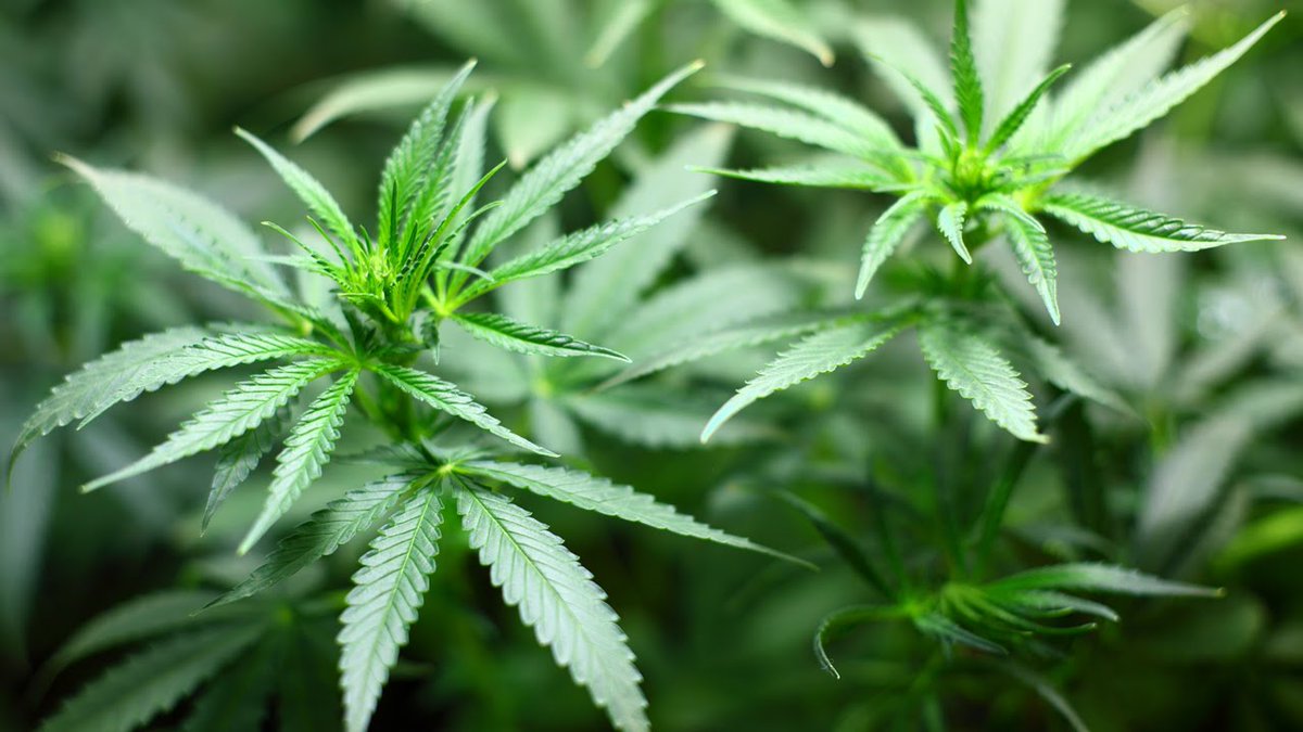 BColwell_CTA's tweet photo. #düberICO: #duber Secures Funding Distribution Centers w $50Mil Agreement w #Vacone #RealEstate
https://t.co/esMJfmSNmx #crypto #cannabis https://t.co/XGMD9WaERX