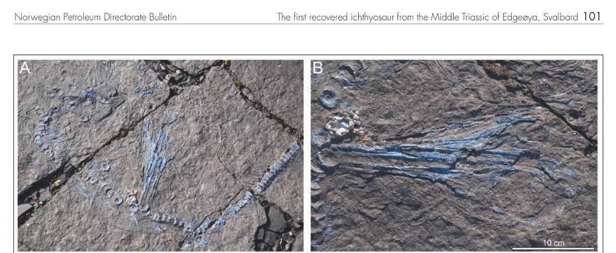 simonxyzoo's tweet photo. Learnt at #TetZooCon - Fossils are even cooler when they are blue! (Vivianite fossil of an Ichthyosaur) Thanks @SeaMonsters2013 https://t.co/zsbFAQm9Ql