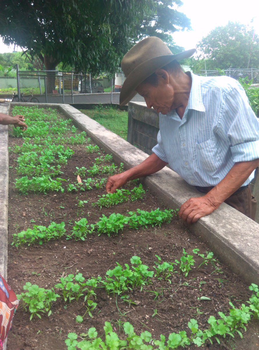 Gero_Guanare_Si's tweet photo. #Desmalezamiento De #Cebollín 🌱🌱Y #Cilantro 🍀🍀Seguimiento #PlanDeSiembraHallaquero Del 09 Al 13/10 @Inass_GeroAldea @magallyvina @HenyelysB https://t.co/ZGjlvjDMq8