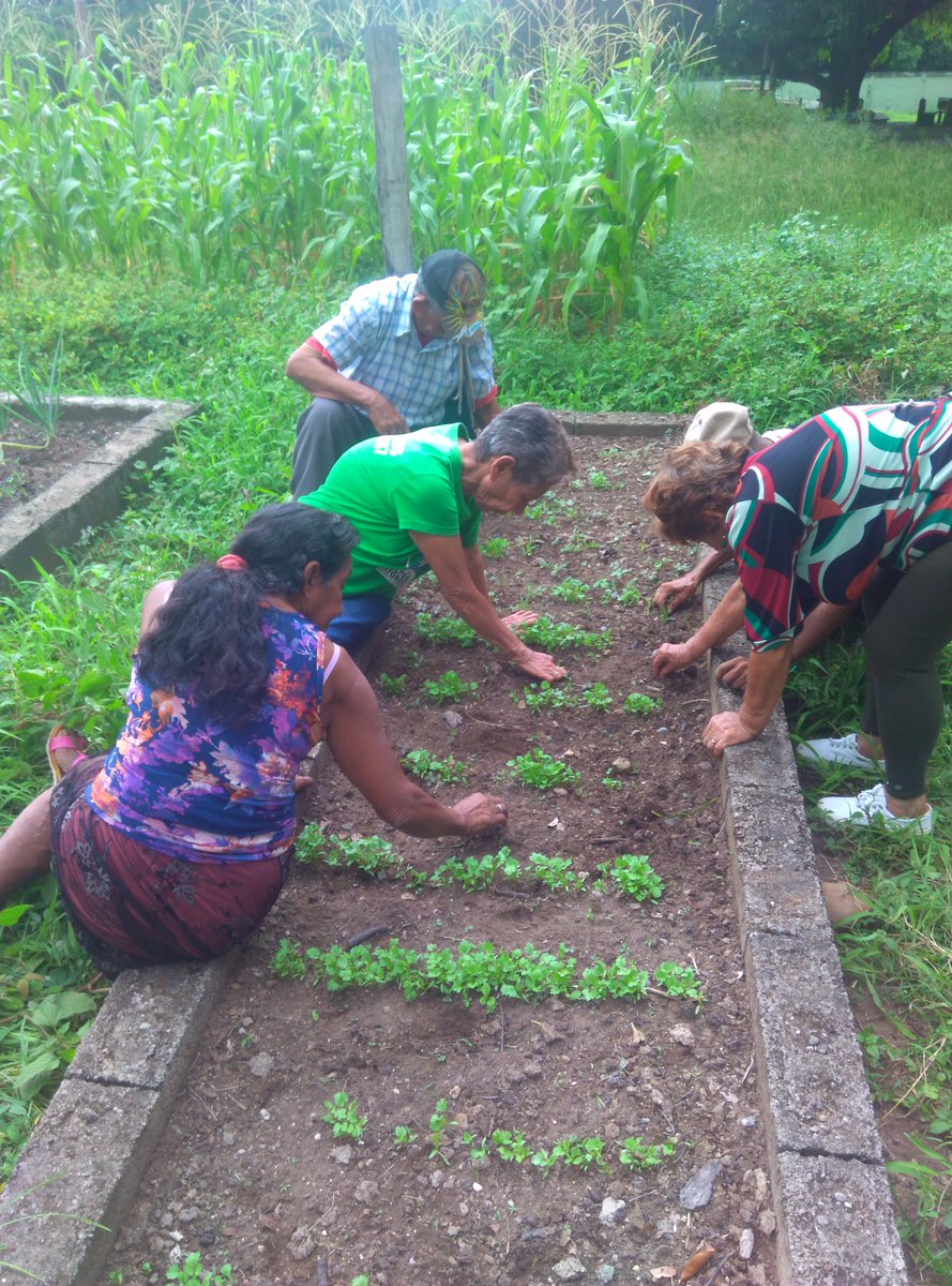 Gero_Guanare_Si's tweet photo. #Desmalezamiento De #Cebollín 🌱🌱Y #Cilantro 🍀🍀Seguimiento #PlanDeSiembraHallaquero Del 09 Al 13/10 @Inass_GeroAldea @magallyvina @HenyelysB https://t.co/ZGjlvjDMq8
