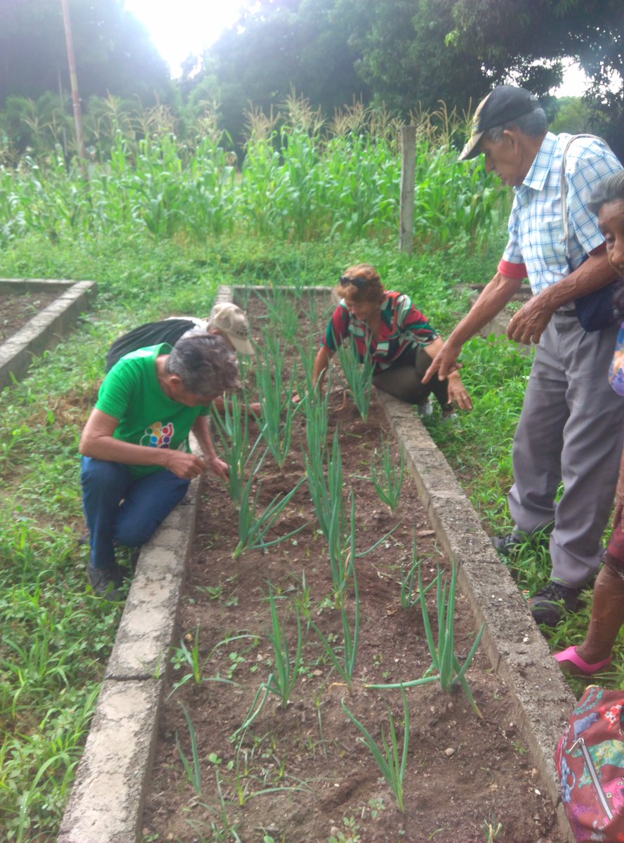 Gero_Guanare_Si's tweet photo. #Desmalezamiento De #Cebollín 🌱🌱Y #Cilantro 🍀🍀Seguimiento #PlanDeSiembraHallaquero Del 09 Al 13/10 @Inass_GeroAldea @magallyvina @HenyelysB https://t.co/ZGjlvjDMq8