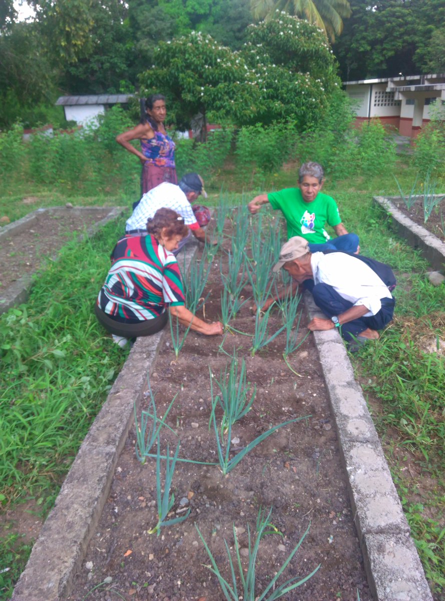 Gero_Guanare_Si's tweet photo. #Desmalezamiento De #Cebollín 🌱🌱Y #Cilantro 🍀🍀Seguimiento #PlanDeSiembraHallaquero Del 09 Al 13/10 @Inass_GeroAldea @magallyvina @HenyelysB https://t.co/ZGjlvjDMq8
