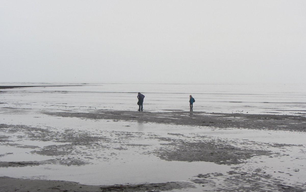 hatbirder's tweet photo. Bleak at first glance but there's life if you look carefully. Star ascidian on the Sussex coast Tuesday #MScSISS #MScWildMan #MScEntoRes https://t.co/4jJ83ljg4m