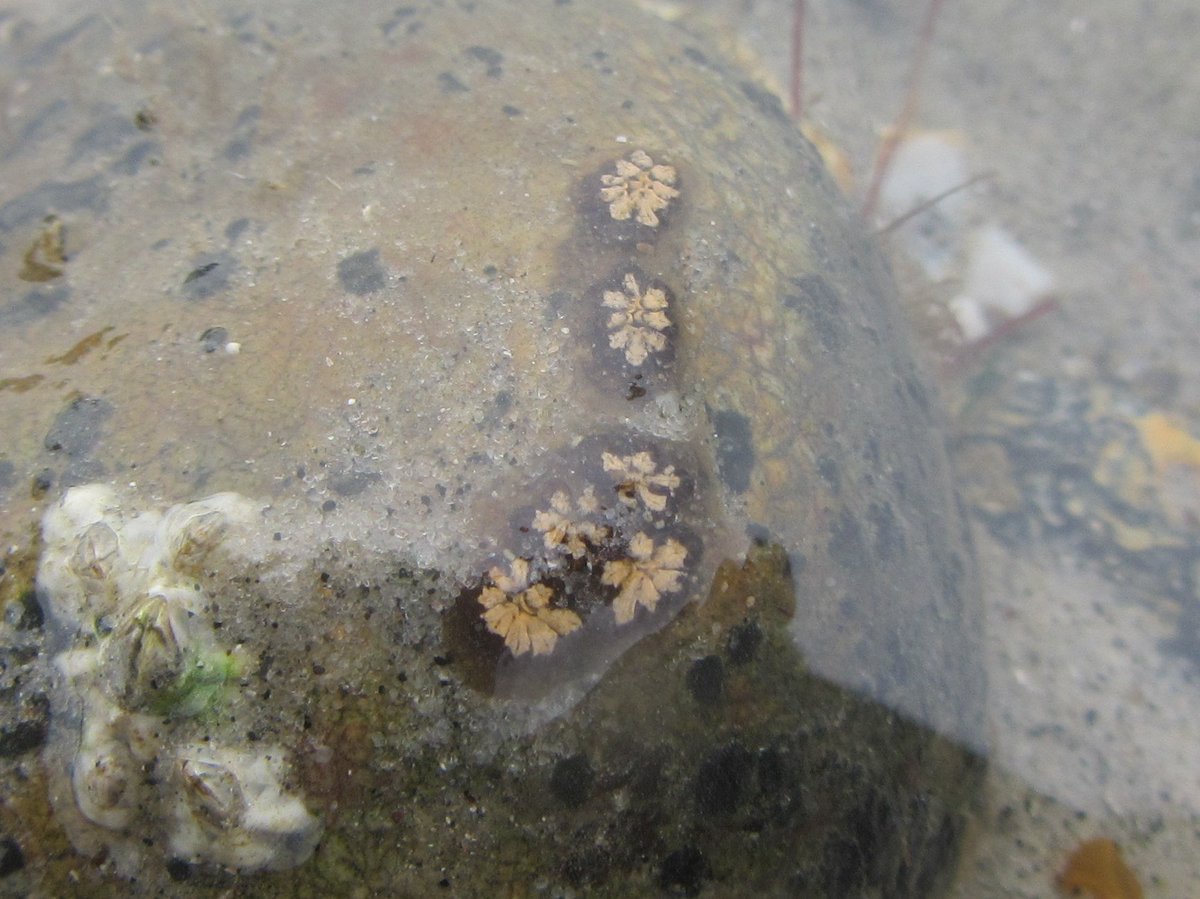 hatbirder's tweet photo. Bleak at first glance but there's life if you look carefully. Star ascidian on the Sussex coast Tuesday #MScSISS #MScWildMan #MScEntoRes https://t.co/4jJ83ljg4m