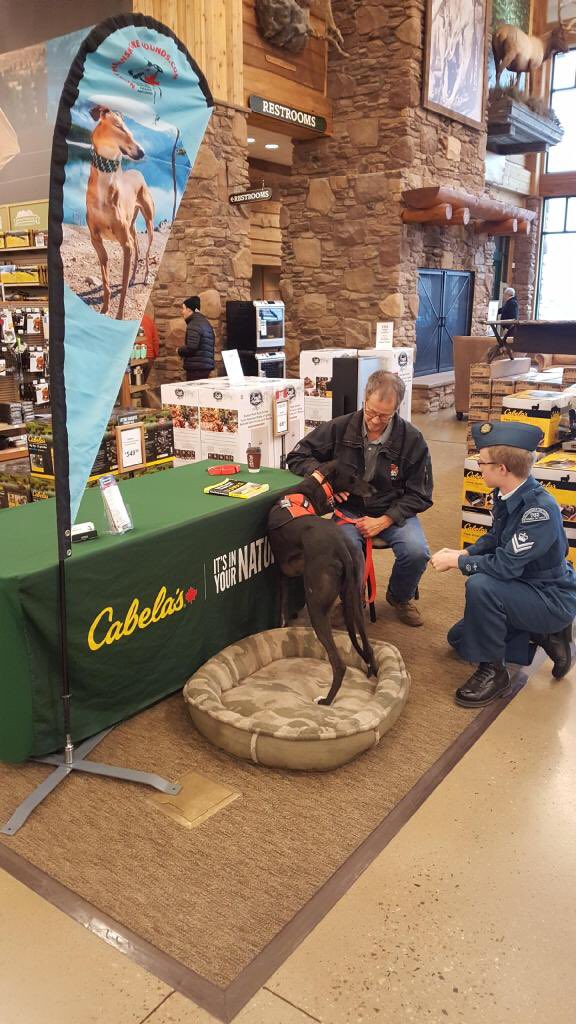 northern sky greyhound