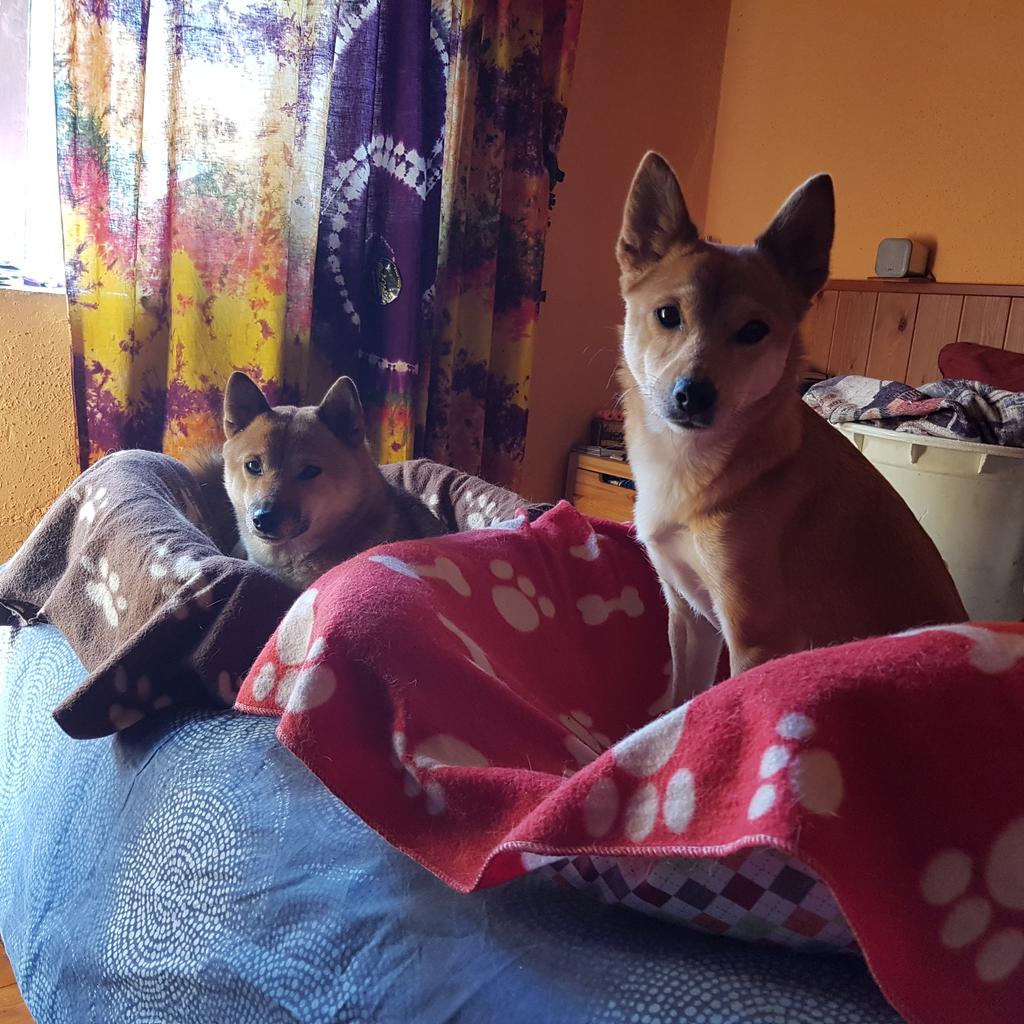 vanessama68's tweet photo. @PaisajesGeo Mis chicas preciosas en un dia de limpieza https://t.co/KrngfFqvhA