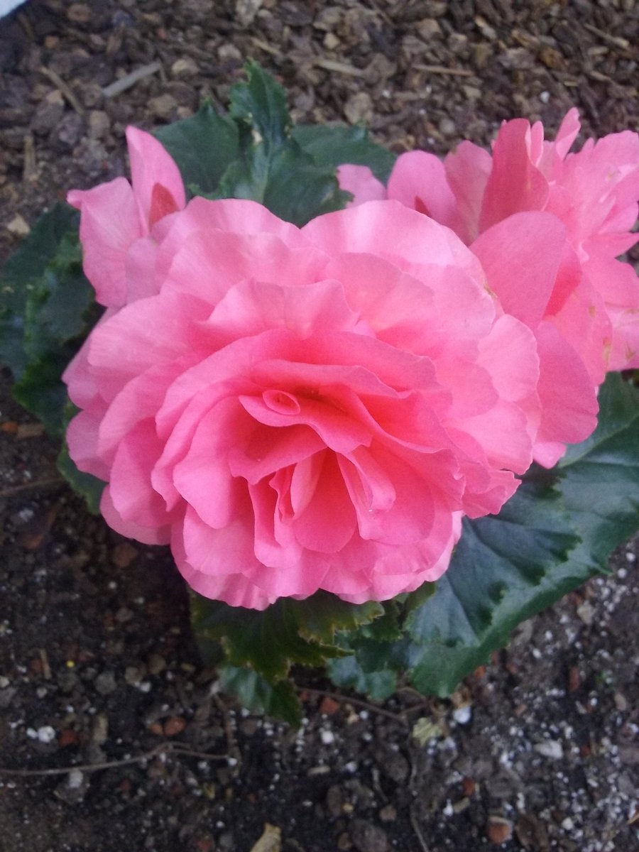 Travelguy58's tweet photo. @ParkerMolloy Knock, Knock.
(Door opens).
Deliver person:Late Flower Delivery for you both.
(card reads) Congratulations to you both. https://t.co/EEvb3lSUiv