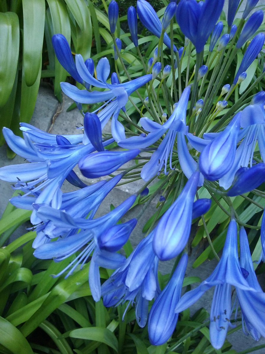 Travelguy58's tweet photo. @ParkerMolloy Knock, Knock.
(Door opens).
Deliver person:Late Flower Delivery for you both.
(card reads) Congratulations to you both. https://t.co/EEvb3lSUiv