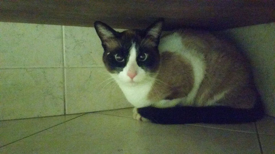 Dorado_Ludwig's tweet photo. Gato encontrado en la @UniJaveriana busca su hogar. Favor RT https://t.co/1LSvvdy1US