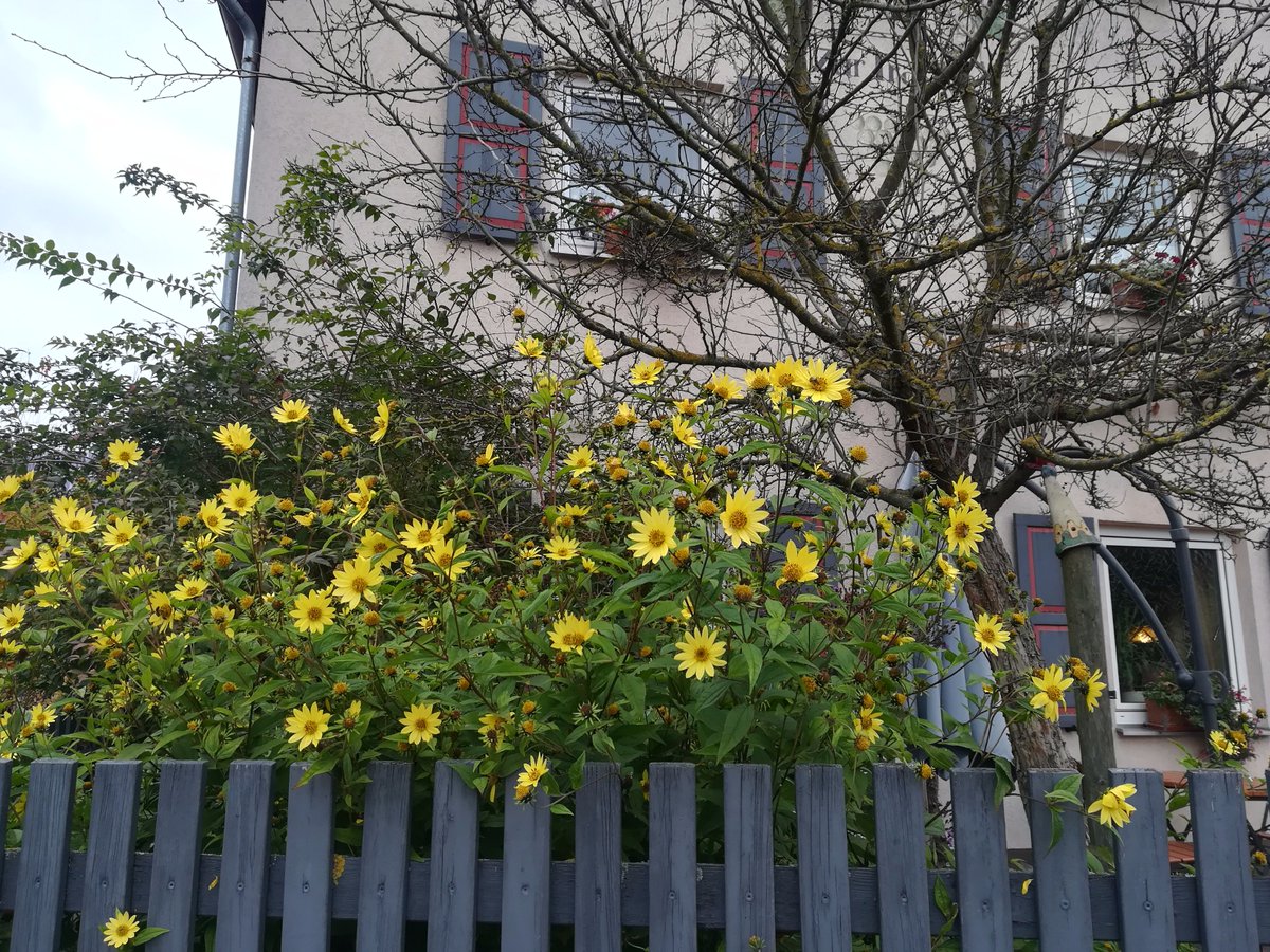 Maitani's tweet photo. Trip to Ziegenbach https://t.co/Q6zHdsp1wk