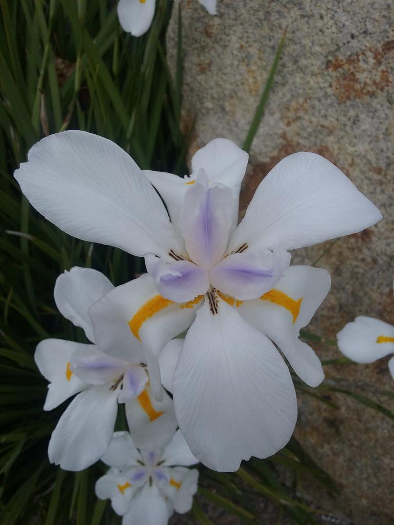 Travelguy58's tweet photo. @ParkerMolloy Knock, Knock.
(Door opens).
Deliver person:Late Flower Delivery for you both.
(card reads) Congratulations to you both. https://t.co/EEvb3lSUiv
