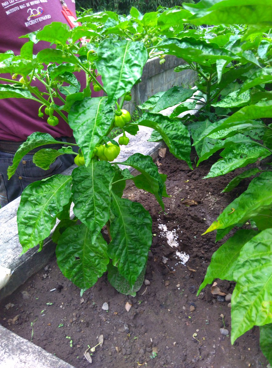 Gero_Guanare_Si's tweet photo. Aplicación dAbono Granulado A Cebollín🌱Y Ají D🌿Seguimiento #PlanDeSiembraHallaquero Del 16 Al 20/10 @Inass_GeroAldea @magallyvina @HenyelysB https://t.co/WOd2AKv50v