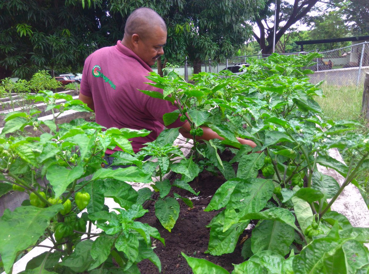 Gero_Guanare_Si's tweet photo. Aplicación dAbono Granulado A Cebollín🌱Y Ají D🌿Seguimiento #PlanDeSiembraHallaquero Del 16 Al 20/10 @Inass_GeroAldea @magallyvina @HenyelysB https://t.co/WOd2AKv50v