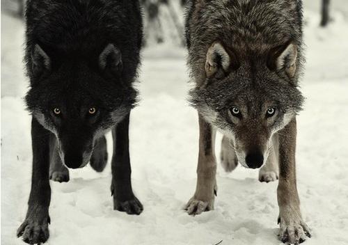 _wolves__'s tweet image. ~Have a nice weekend my friends~