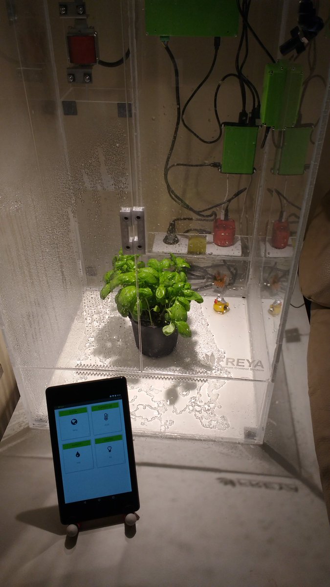 SpuQyballz's tweet image. Freya&apos;s first real-life challenge: keep my housemate&apos;s basil fresh and green! #FreyaSystem