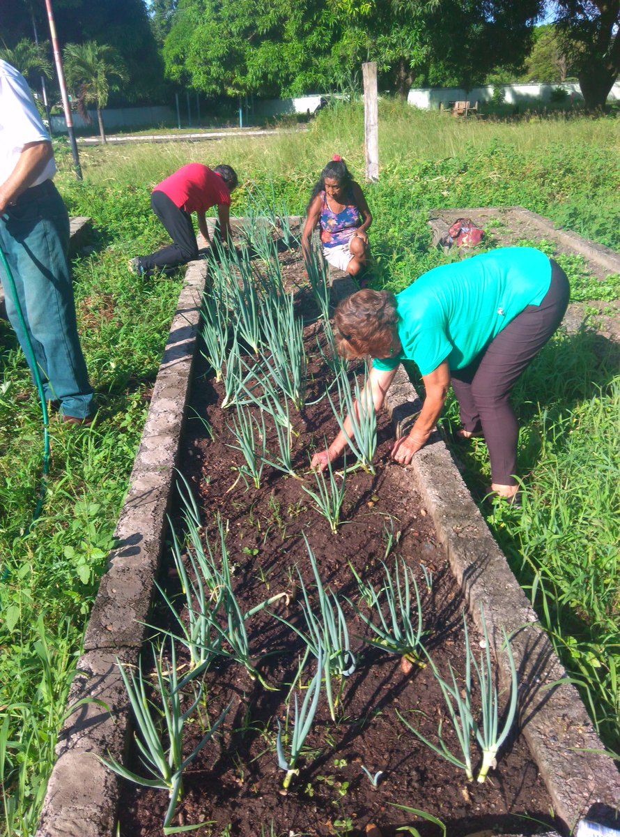 Gero_Guanare_Si's tweet photo. #Desmalezamiento Y #Riego A #Cebollín 🌱🌱🌱Seguimiento #PlanDeSiembraHallaquero Del 16 Al 20/10 @Inass_GeroAldea @magallyvina @HenyelysB https://t.co/DXKdIJqS5m