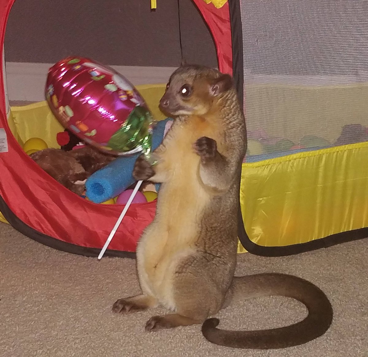 ZabootheGreat's tweet photo. Lets Do Math!
Balloon + Zaboo= Party Animal!
#HouseofZaboo #kinkajou #honeybear #funny https://t.co/nZPWzq0eZW