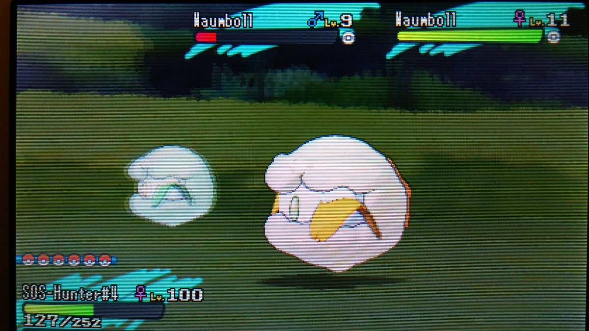 bushidooootiger's tweet photo. Shiny Waumboll nach 206 ENC #shunten #15Hstream @TheSakatiS https://t.co/CyhKhGU82Q