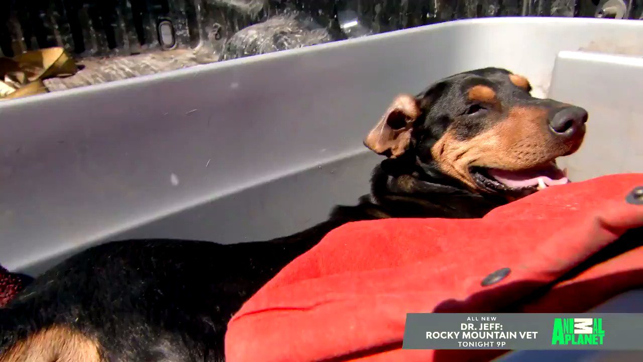 Animal Planet on Twitter: Animal Planet on Twitter: