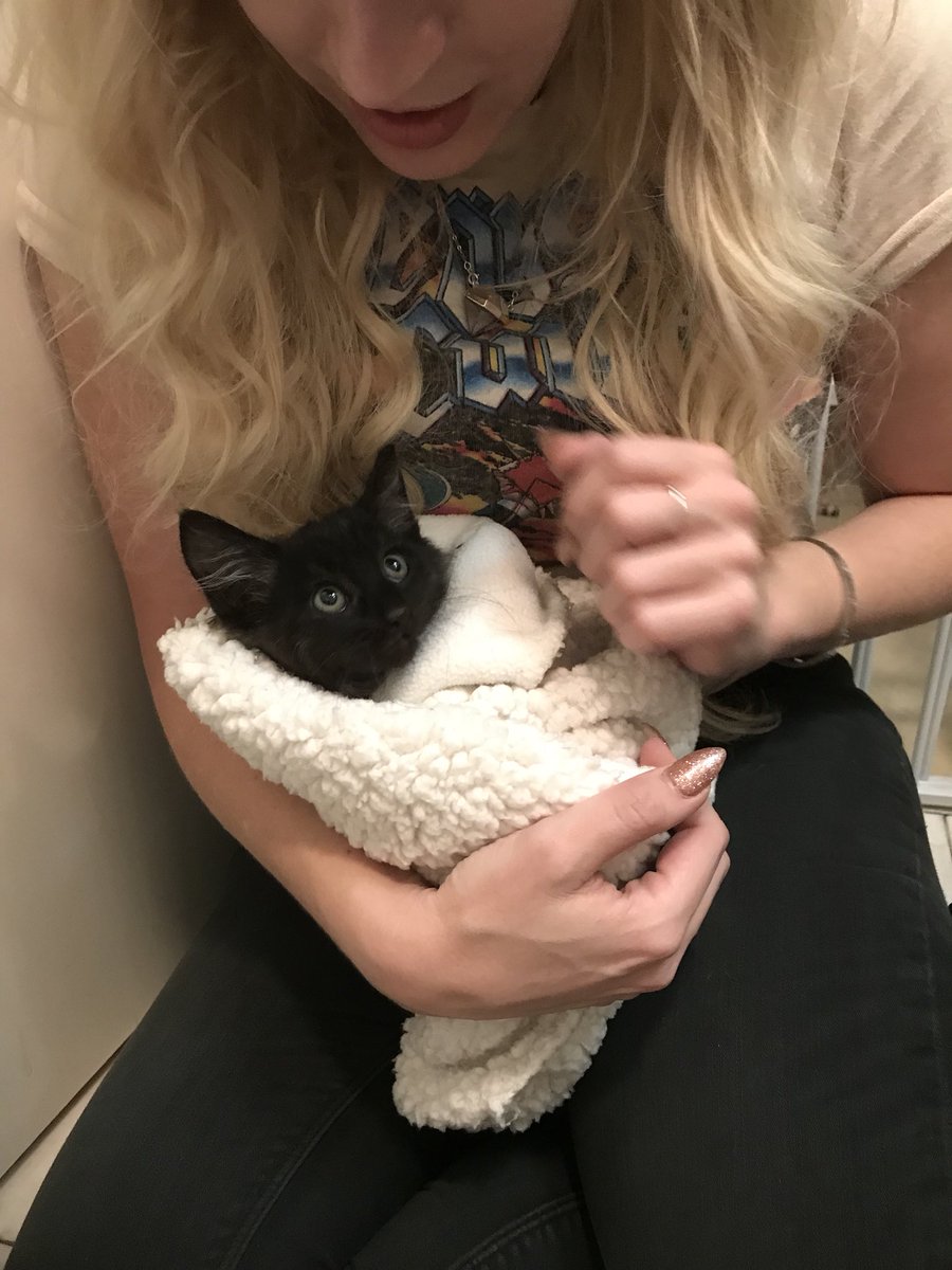 Twink6's tweet photo. The 3 angels we trapped last night #TNR #savekittens #fixcats #la @hazmatdesign @JessicaDarwin @nmr1sunshine @luxepaws https://t.co/JnkbOyAZAh