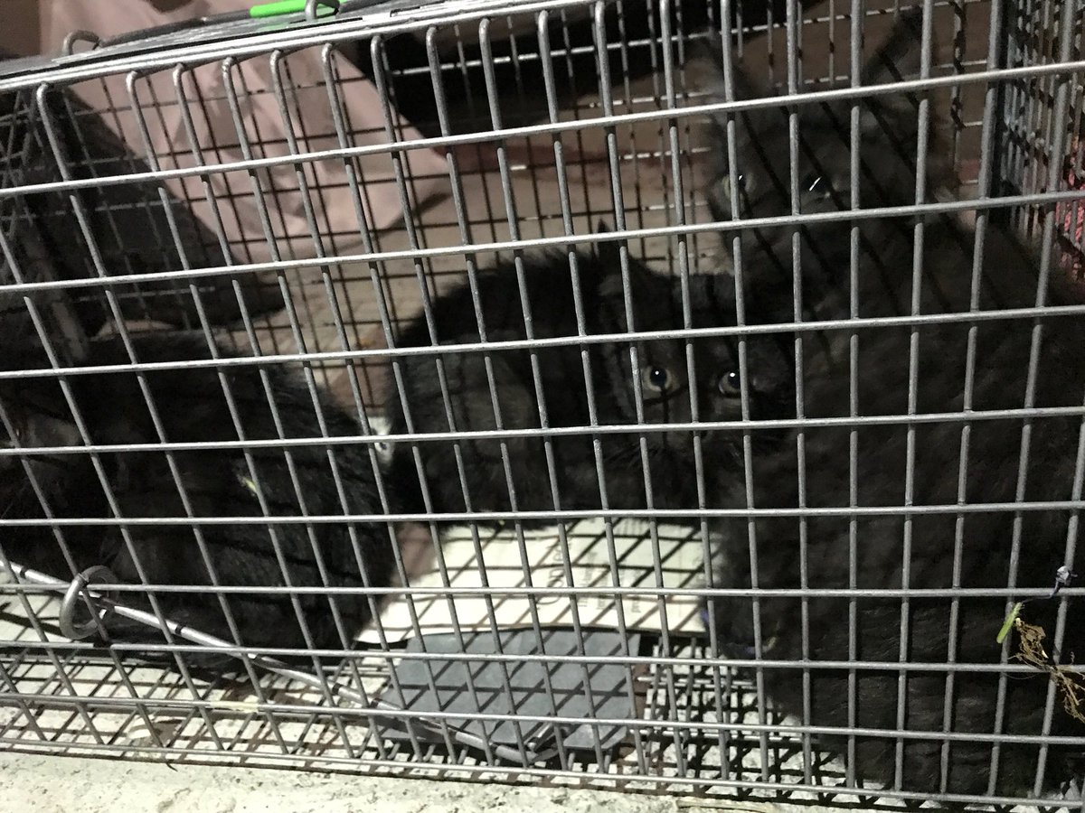 Twink6's tweet photo. The 3 angels we trapped last night #TNR #savekittens #fixcats #la @hazmatdesign @JessicaDarwin @nmr1sunshine @luxepaws https://t.co/JnkbOyAZAh