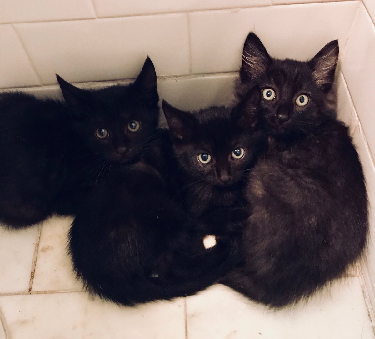 Twink6's tweet photo. The 3 angels we trapped last night #TNR #savekittens #fixcats #la @hazmatdesign @JessicaDarwin @nmr1sunshine @luxepaws https://t.co/JnkbOyAZAh