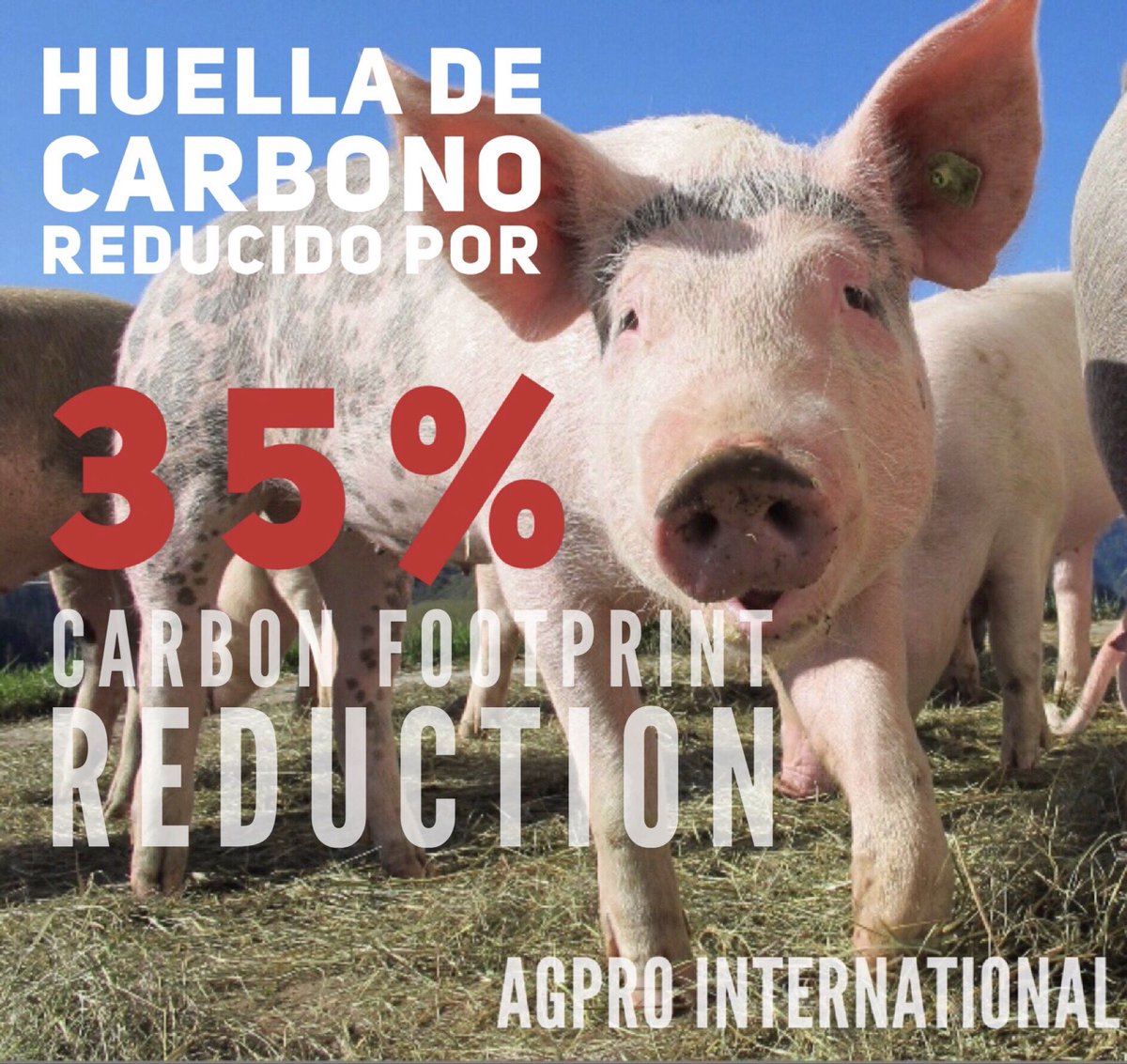 Agpro_Int's tweet image. Today’s pork production is more sustainable than ever

La producción de carne de cerdo de hoy es más sostenible que nunca