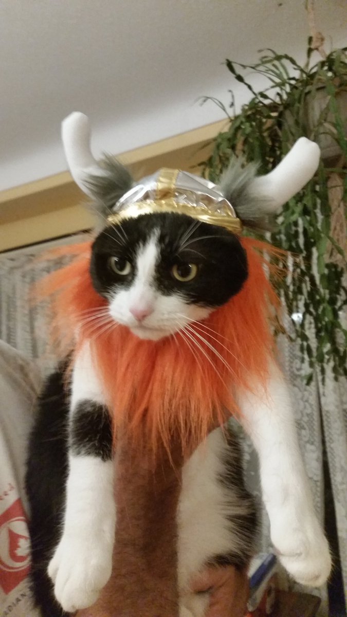 mccbunny's tweet photo. Jaxie Ragnarok.. #catsofinstagram #cats #kittensoftwitter #bestcataward #Caturday #CatsOfTwitter https://t.co/fWxpTOaEUA