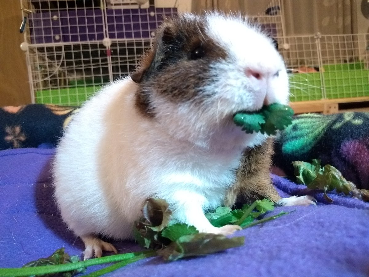 EclipseCritters's tweet photo. This is CILANTRO!! *omnomnom* #guineapig https://t.co/CVBpnM4YAI