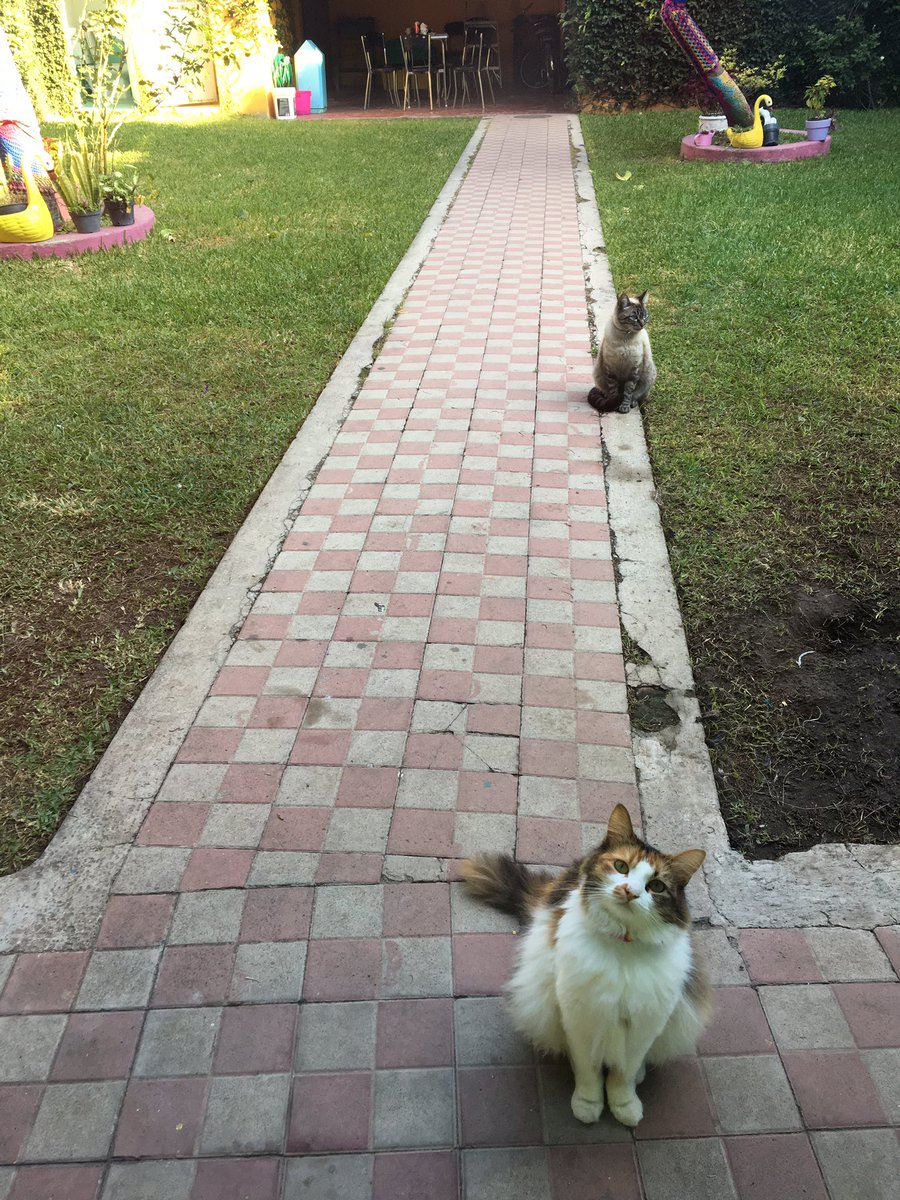 Casa_Teodora's tweet photo. Cuando llegamos a abrir hoy, los animalitos nos veían así: https://t.co/XOieks5r7w