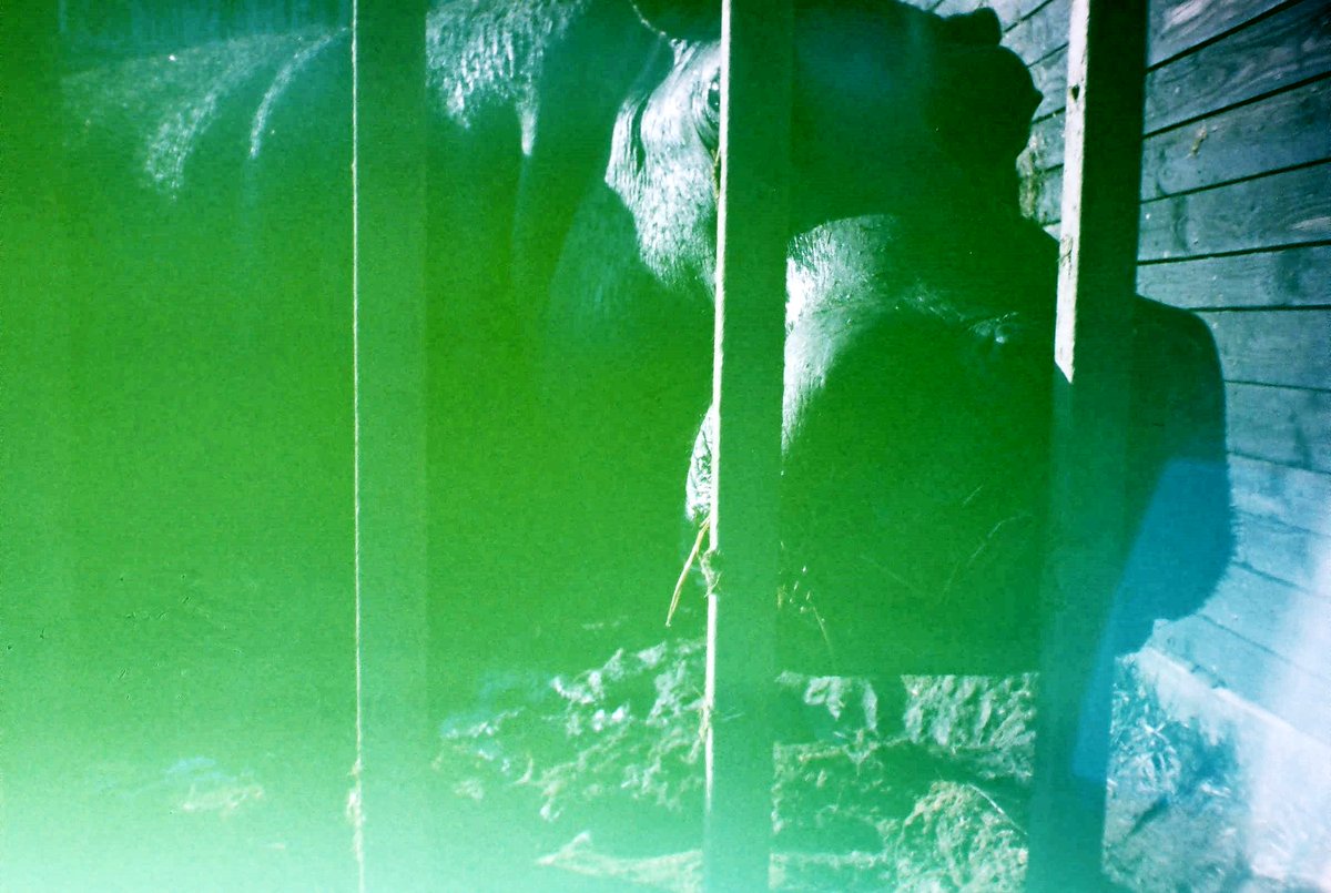 KishKoubov's tweet photo. #sadhippo #lomo #revolog @peta https://t.co/dYDVD8DAuw