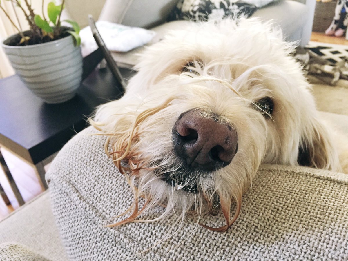 Smells like updog / what's up dog / nothing much, Annehog / this rap was a sitcom log