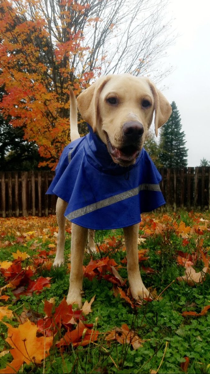 TheOneTruYurkie's tweet photo. 🌧🍁 https://t.co/jGrRSJCw8g
