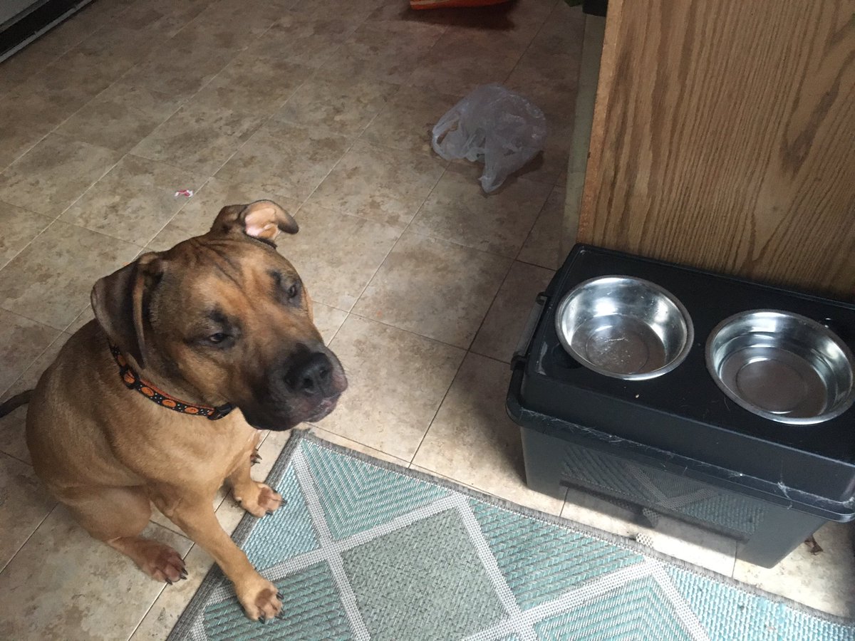 cara__boo's tweet photo. Axel loves his new @bluebuffalo #feedmeagain #wantmore https://t.co/eQVmHPG5KK