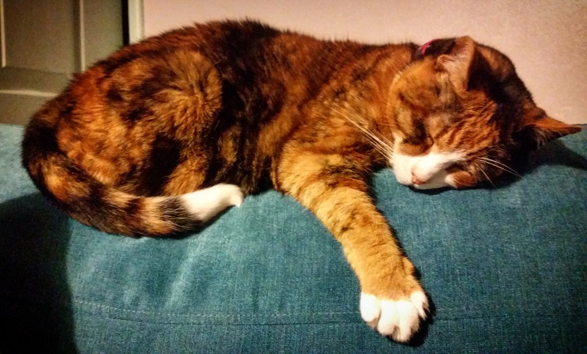 Best spot in the house!! #Caturday  #AdoptDontShop